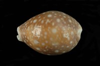 藏品(白星寶螺)的圖片